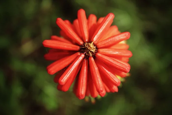 珍しい赤いホットポーカーの花のアリエルの景色 時にはトーチユリと呼ばれる クロスビーマリーナの公園で発見 クロスビービーチの近く リバプール マージーサイド — ストック写真