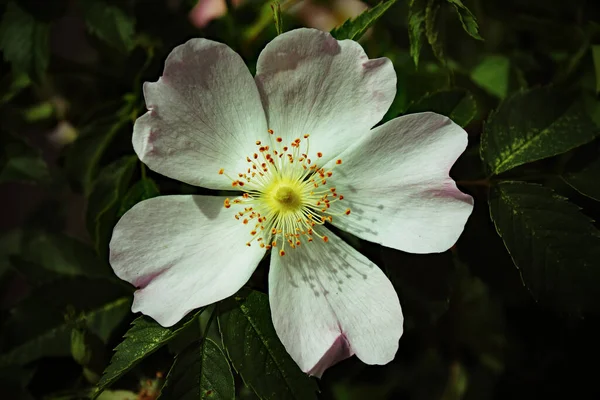 Detailní Záběr Vzácnou Krásnou Bílou Květinu Nalezenou Veřejném Parku Poblíž — Stock fotografie