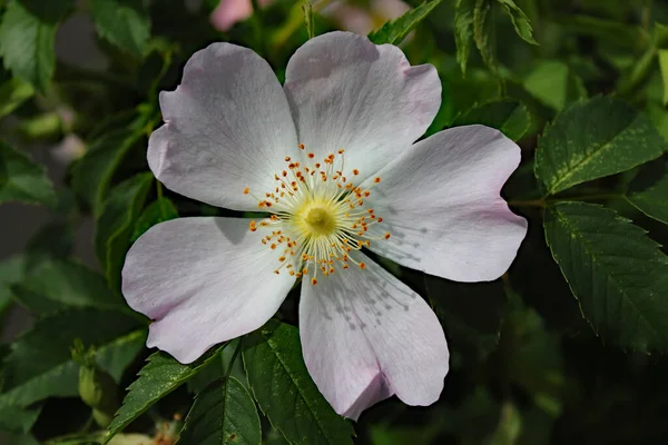 Close Uma Flor Branca Rara Bonita Encontrada Parque Público Perto — Fotografia de Stock