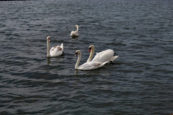 Vier Weiße Schwäne Auf Einem See Bei Crosby Marina Der — Stockfoto