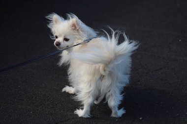 Uzun tüylü beyaz bir chihuahua yürüyüşe çıktıktan sonra eve dönüyor. Bu chihuahua yürümeyi sevmiyor ve evde olmaktan memnun..