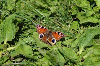 Liverpool, Sefton 'da bir doğa koruma alanında bazı yapraklara düşmüş bir kelebek. Fotoğraf güneşli bir mayıs öğleden sonra çekildi..
