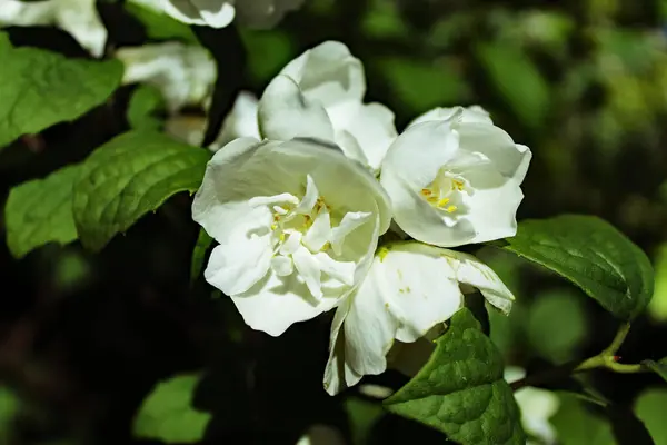 Ένα Κοντινό Πλάνο Σπάνιων Και Όμορφων Λευκών Λουλουδιών Που Βρέθηκαν — Φωτογραφία Αρχείου