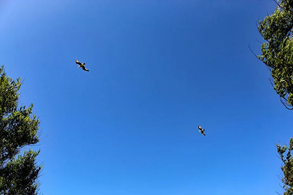 Una Hermosa Imagen Dos Pájaros Salvajes Volando Través Cielo Azul — Foto de Stock