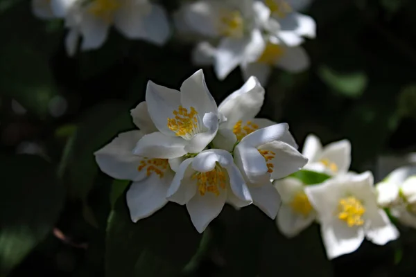 Ένα Κοντινό Πλάνο Σπάνιων Και Όμορφων Λευκών Λουλουδιών Που Βρέθηκαν — Φωτογραφία Αρχείου