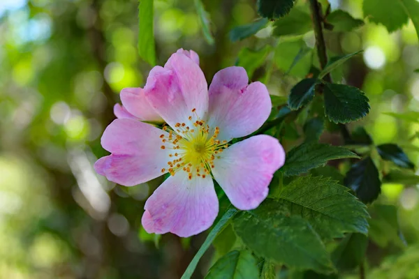 Egy Gyönyörű Közelkép Egy Rózsaszín Fehér Virágról Teljes Virágban Fénykép — Stock Fotó