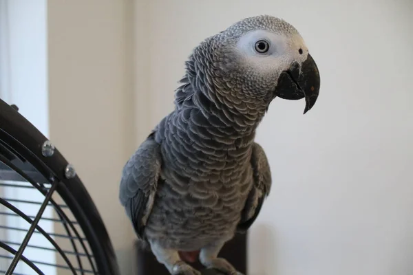 Una Amazona Gris Africana Psittacus Erithacus Congo Red Tail Billy — Foto de Stock