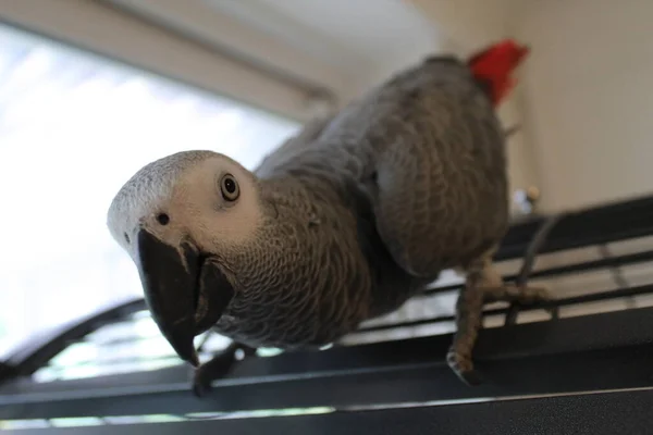 Una Amazona Gris Africana Psittacus Erithacus Congo Red Tail Billy — Foto de Stock