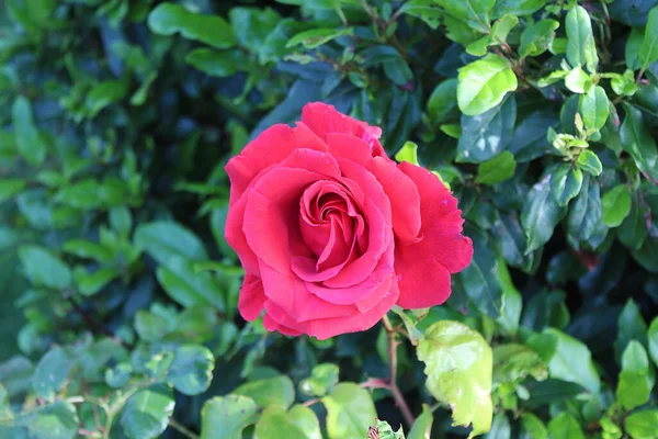 Eine Nahaufnahme Einer Einzelnen Roten Rose Einem Garten Diese Wird — Stockfoto