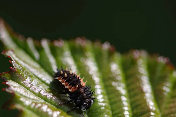 Een Extreme Close Van Een Insect Een Blad Een Weiland — Stockfoto