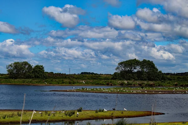 MerseysideのリバプールのLunt Nature Reserveで撮影された風景 島や湖には鳥やアヒル 白鳥などが見られます — ストック写真