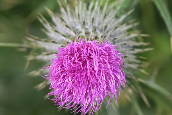 Çok yakın mesafeden makro lens kullanan bir çiçeğe aşırı yakın çekim. Lens çiçeğin merkezine bilerek odaklanmış ve çiçeğin geri kalanını bilerek odak dışı bırakmıştır. Bu Lunt 'ta bir çayırda çekildi..