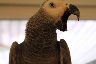 Afrika Gri Papağanı - Psittacus Erithacus - Kongo Kızıl Kuyruğu. Gri Billy yorgun ve esniyor..