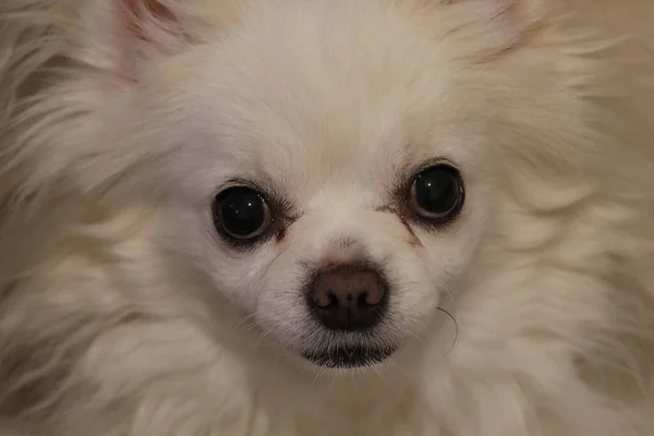 Closeup Pet Chihuahua Dog Photo Has Been Taken Very Close — Stock Photo, Image
