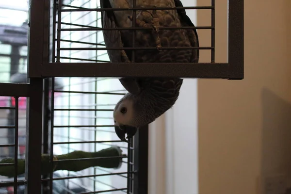 Una Amazona Gris Africana Psittacus Erithacus Congo Red Tail Billy — Foto de Stock