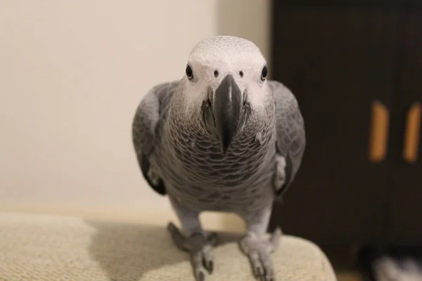 Een Baby Huisdier Psittacus Erithacus Beter Bekend Als Een Afrikaanse — Stockfoto