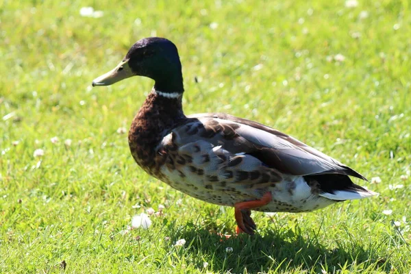 Canard Colvert Près Canal Leeds Liverpool Cette Photo Été Prise — Photo