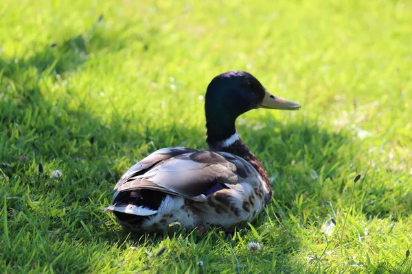 Canard Colvert Près Canal Leeds Liverpool Cette Photo Été Prise — Photo