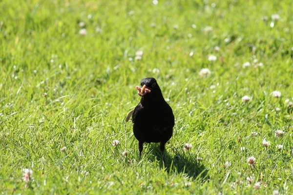 这张照片是一只黑鸟在利兹和利物浦运河边觅食和吃虫子的照片 拍摄于一个温暖而晴朗的夏日午后 — 图库照片