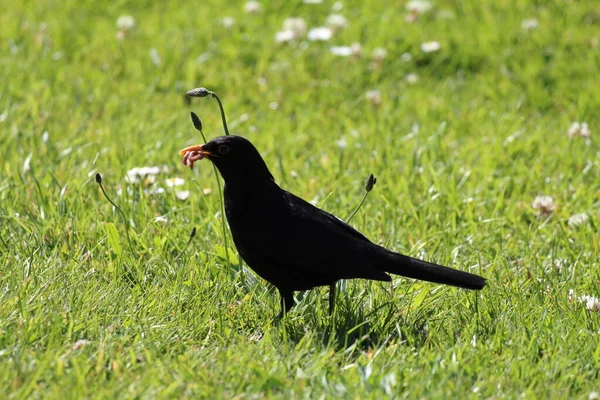 Mirlo Alimentándose Comiendo Gusano Lado Del Canal Leeds Liverpool Esta —  Fotos de Stock