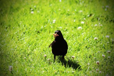 Leeds ve Liverpool Kanalı 'nın kenarında solucan yiyen bir karatavuk sıcak ve güneşli bir yaz öğleden sonrasında çekildi..