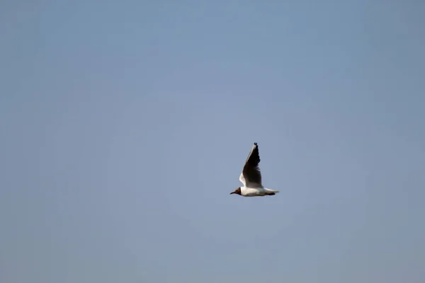 Ein Vogel Flug Über Einem Naturschutzgebiet Dieses Foto Entstand Einem — Stockfoto
