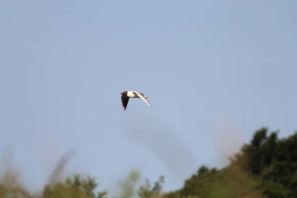 Ein Vogel Flug Über Einem Naturschutzgebiet Dieses Foto Entstand Einem — Stockfoto