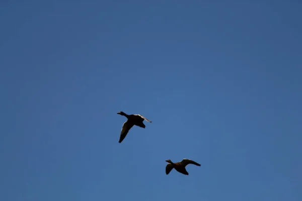 Gansos Voando Céu — Fotografia de Stock