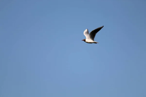 A bird in flight over a nature reserve. This photo was taken on an extremely hot and sunny day.