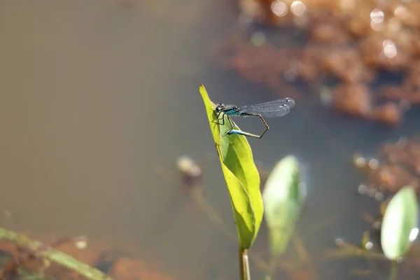 A very rare shot of a blue Emperor Dragonfly on a leaf. Although more common in American, this insect is very rare in the United Kingdom