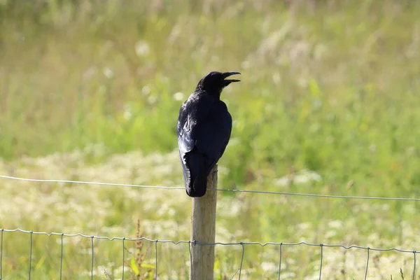 Svart Korpfågel Som Står Stolpe Detta Foto Togs Ett Naturreservat — Stockfoto