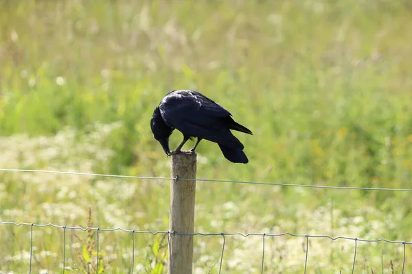 Svart Korpfågel Som Står Stolpe Detta Foto Togs Ett Naturreservat — Stockfoto
