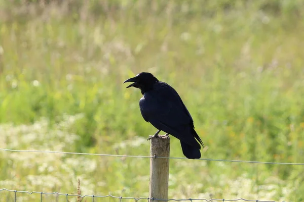 Pájaro Cuervo Negro Pie Sobre Poste Esta Foto Fue Tomada —  Fotos de Stock