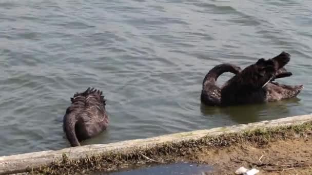 Δύο Σπάνιοι Μαύροι Κύκνοι Μια Λίμνη Στη Μαρίνα Στο Κρόσμπι — Αρχείο Βίντεο