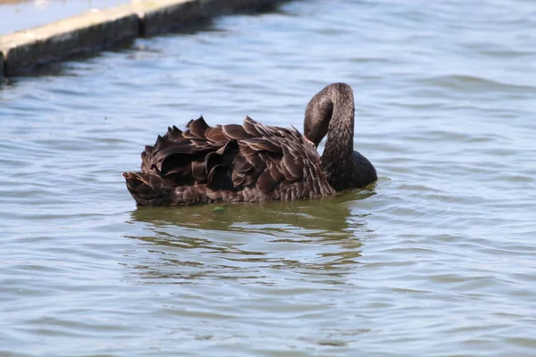 A rare black swan on a lake at Crosby Marina. These swans are protected species.