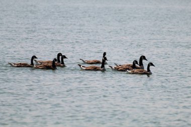 Crosby Marina 'daki gölde yüzen bir ördek sürüsü. Bu fotoğraf açık ve güneşli bir öğleden sonra çekildi..