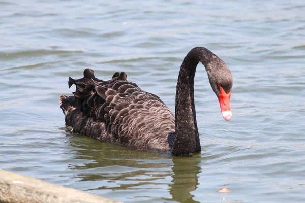 Ein Seltener Schwarzer Schwan Auf Einem See Bei Crosby Marina — Stockfoto