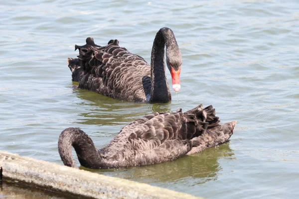 Zwei Schwarze Schwäne Auf Einem See Bei Crosby Marina Dieses — Stockfoto