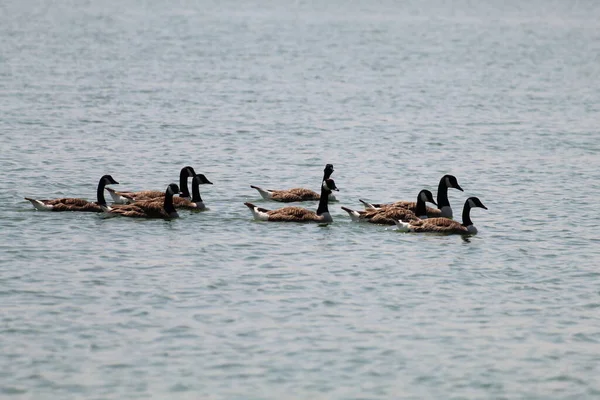 Flock Ducks Swimming Lake Crosby Marina Photo Taken Clear Sunny — Stock Photo, Image