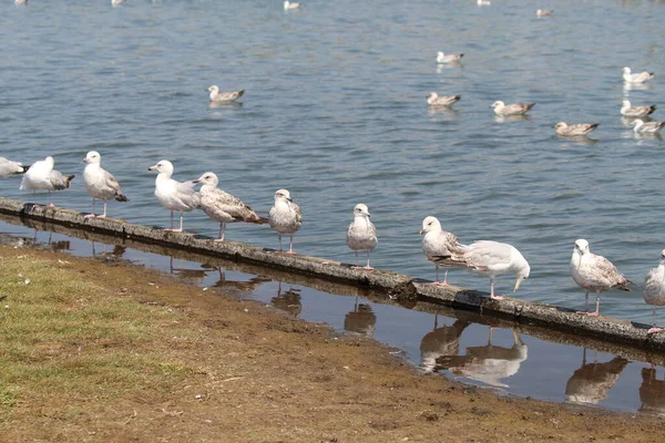 Sahilde kuyrukta bekleyen bir martı sürüsü. Kuşların yansıması suda görülebilir.
