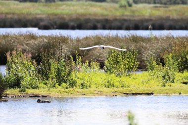 Doğa koruma alanında güzel bir manzara çekimi. Bu görüntü, kuşlar, ördekler, kuğular, diğer yaratıklar ve böcekler de dahil olmak üzere buraya yerleşen güzel vahşi yaşamı ve hayvanları yakalar. Bu fotoğraf parlak ve sıcak bir sabahta çekildi..