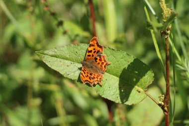 Doğa koruma alanında turuncu ve kahverengi bir kelebeğin yakın çekimi. Bu fotoğraf çok sıcak ve güneşli bir yaz sabahı çekildi..
