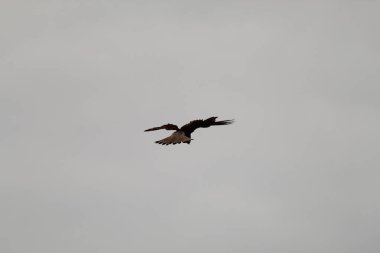 Çok nadir görülen bir kerkenez görüntüsü. Bir doğa koruma alanı üzerinde uçuyor. Çekim yakınlaştırılmış, böylece desen ve detaylar kuşta görülebilir. Bu kuş bu yedekteki ana yırtıcılardan biridir. Avına saldırmadan önce havada durur..