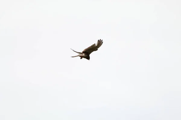 Mycket Sällsynt Bild Kestrel Som Flyger Och Svävar Över Ett — Stockfoto