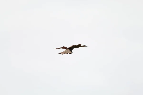 Tiro Muito Raro Kestrel Voando Pairando Sobre Uma Reserva Natural — Fotografia de Stock