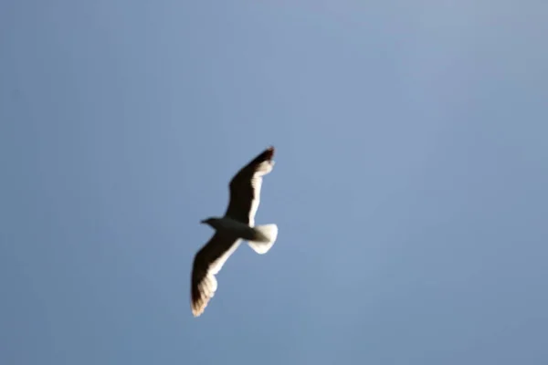 Divocí Ptáci Létající Obloze Nad Přírodní Rezervací Teplého Slunečného Rána — Stock fotografie