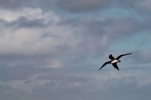 暖かくて晴れた朝に自然保護区の上空を飛ぶ野生の鳥 — ストック写真