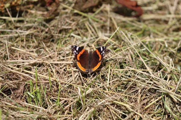 Closeup Orange Brown Butterfly Nature Reserve Photo Taken Very Warm — Fotografia de Stock