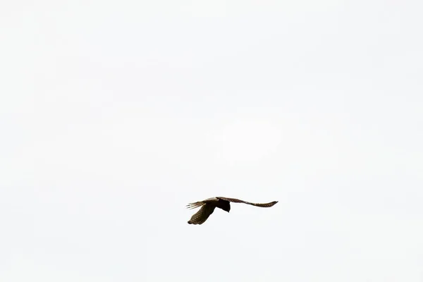 Velmi Vzácný Záběr Kestrelu Letícího Vznášejícího Nad Přírodní Rezervací Snímek — Stock fotografie