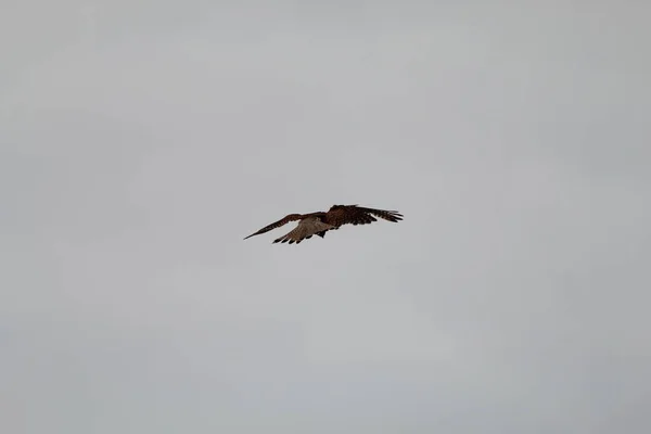 Velmi Vzácný Záběr Kestrelu Letícího Vznášejícího Nad Přírodní Rezervací Snímek — Stock fotografie